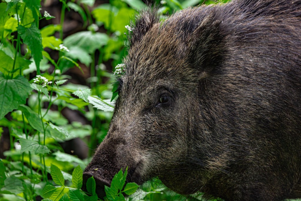 豚熱とイノシシ
