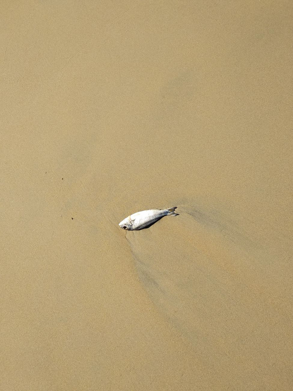 人生観というより死生観だな